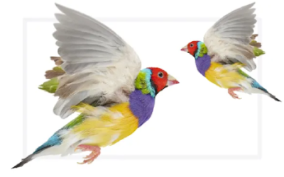 Why is Custom Cellular the Go-To for TELUS EPP Offers?